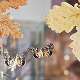 Budapest; Muzeum Historii Naturalnej w Budapeszcie (NHM, Magyar Termszettudomnyi Mzeum Budapest)