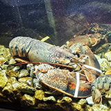 Sopot, Gda�sk, Lobster House, 2026