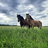 Litwa, otwa, Estonia; Saaremaa, 2024