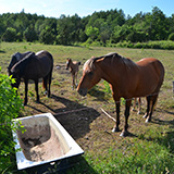 Litwa, otwa, Estonia; Saaremaa, 2024