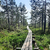Litwa, otwa, Estonia; Saaremaa, 2024