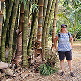 Twin Falls Maui Waterfall HANA; bambus