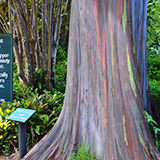 Twin Falls Maui Waterfall HANA; eukaliptus