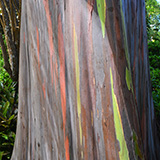 Twin Falls Maui Waterfall HANA; eukaliptus