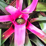 Twin Falls Maui Waterfall HANA; flowers