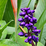 Twin Falls Maui Waterfall HANA; flowers