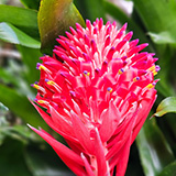 Twin Falls Maui Waterfall HANA; flowers