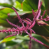 Twin Falls Maui Waterfall HANA; flowers