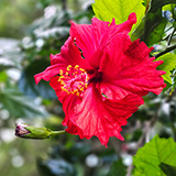 Twin Falls Maui Waterfall HANA; flowers