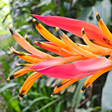 Twin Falls Maui Waterfall HANA; flowers
