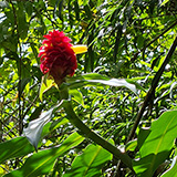Twin Falls Maui Waterfall HANA; flowers