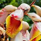 Twin Falls Maui Waterfall HANA; flowers