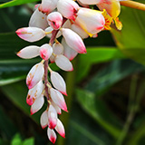 Twin Falls Maui Waterfall HANA; flowers