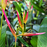 Twin Falls Maui Waterfall HANA; flowers