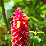 Twin Falls Maui Waterfall HANA; flowers