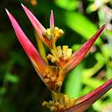 Twin Falls Maui Waterfall HANA; flowers