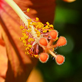 Twin Falls Maui Waterfall HANA; flowers