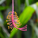 Twin Falls Maui Waterfall HANA; flowers