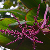 Twin Falls Maui Waterfall HANA; flowers