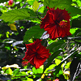 Twin Falls Maui Waterfall HANA; flowers