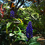 Twin Falls Maui Waterfall HANA; flowers