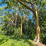 Waikamoi Nature Trailhead and Parking Area (Hawaii, Maui)