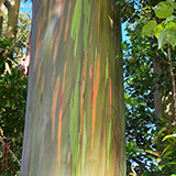 Waikamoi Nature Trailhead and Parking Area (Hawaii, Maui)