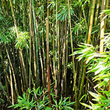 Waikamoi Nature Trailhead and Parking Area (Hawaii, Maui)