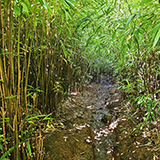 Waikamoi Nature Trailhead and Parking Area (Hawaii, Maui)