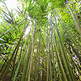 Waikamoi Nature Trailhead and Parking Area (Hawaii, Maui)
