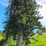 Waikamoi Nature Trailhead and Parking Area (Hawaii, Maui)