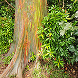 Waikamoi Nature Trailhead and Parking Area (Hawaii, Maui)