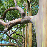 Waikamoi Nature Trailhead and Parking Area (Hawaii, Maui)