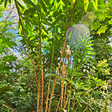 Waikamoi Nature Trailhead and Parking Area (Hawaii, Maui)