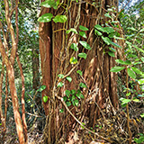 Waikamoi Nature Trailhead and Parking Area (Hawaii, Maui)