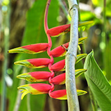 Waikamoi Nature Trailhead and Parking Area (Hawaii, Maui)