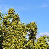Waikamoi Nature Trailhead and Parking Area (Hawaii, Maui)