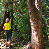 Waikamoi Nature Trailhead and Parking Area (Hawaii, Maui)