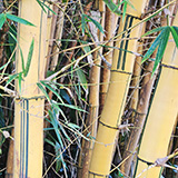 Garden of Eden Arboretum; bambus