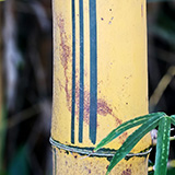 Garden of Eden Arboretum; bambus