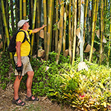 Garden of Eden Arboretum; bambus
