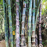Garden of Eden Arboretum; bambus