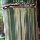 Garden of Eden Arboretum; bambus