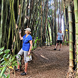 Garden of Eden Arboretum; bambus