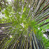 Garden of Eden Arboretum; bambus