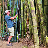 Garden of Eden Arboretum; bambus