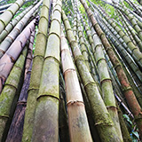 Garden of Eden Arboretum; bambus