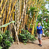 Garden of Eden Arboretum; bambus