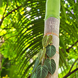 Garden of Eden Arboretum; bambus