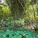 Garden of Eden Arboretum; bambus
